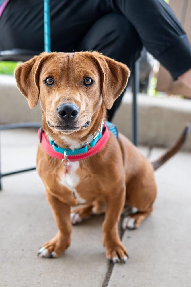 Enlarge Woodford, a Adoptable mixed breed in Mundelein, IL image 1/6