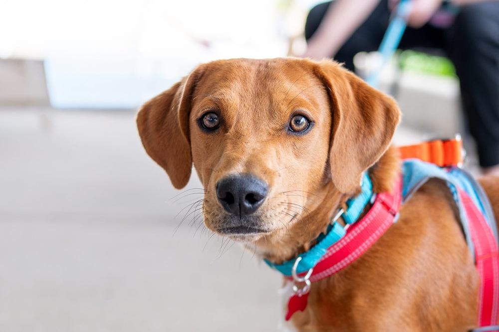 Enlarge Woodford, a Adoptable mixed breed in Mundelein, IL image 2/6