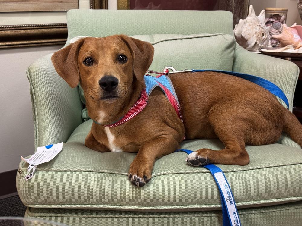 Enlarge Woodford, a Adoptable mixed breed in Mundelein, IL image 3/6
