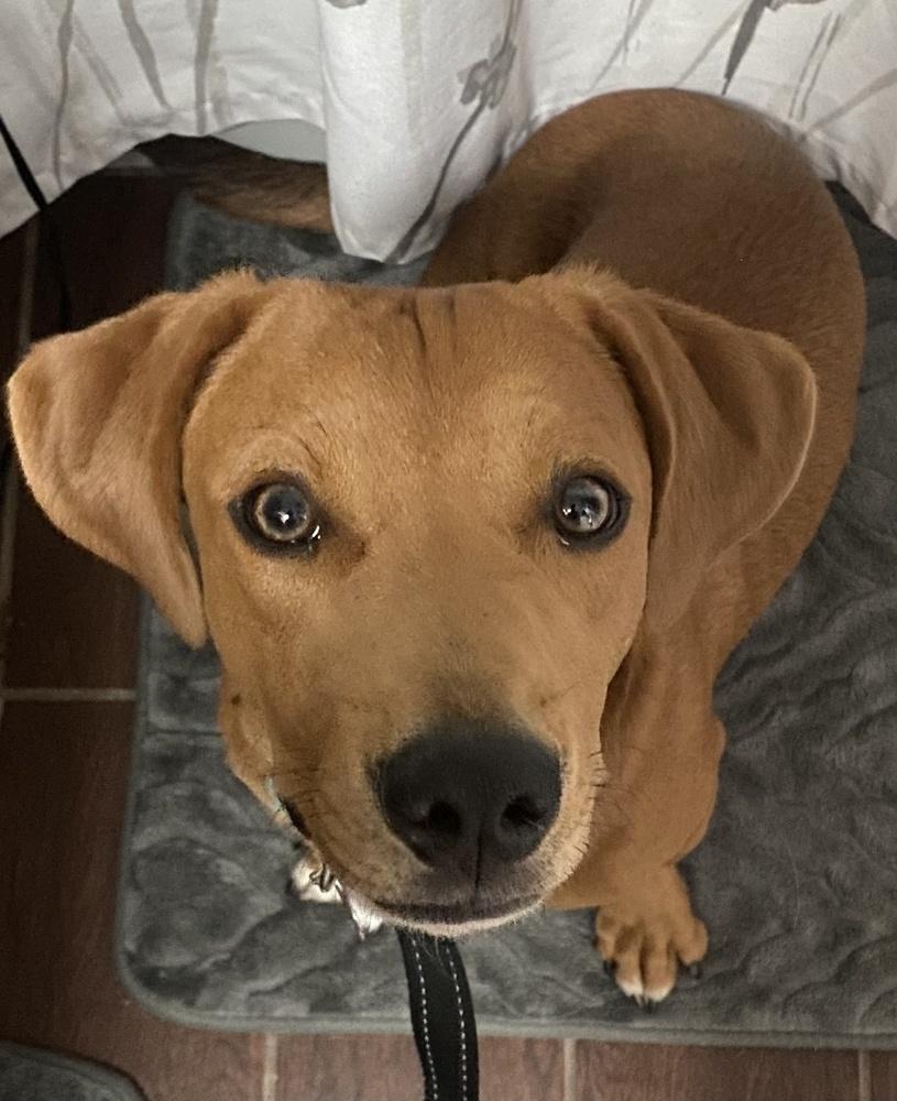Enlarge Woodford, a Adoptable mixed breed in Mundelein, IL image 4/6