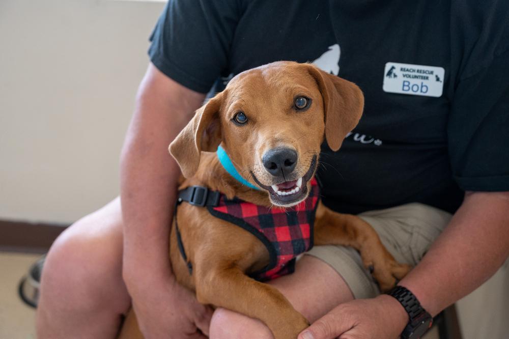 Enlarge Woodford, a Adoptable mixed breed in Mundelein, IL image 5/6