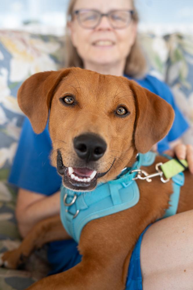 Enlarge Woodford, a Adoptable mixed breed in Mundelein, IL image 6/6
