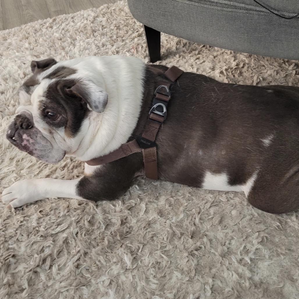 Hunter, Adoptable, Senior Male English Bulldog.