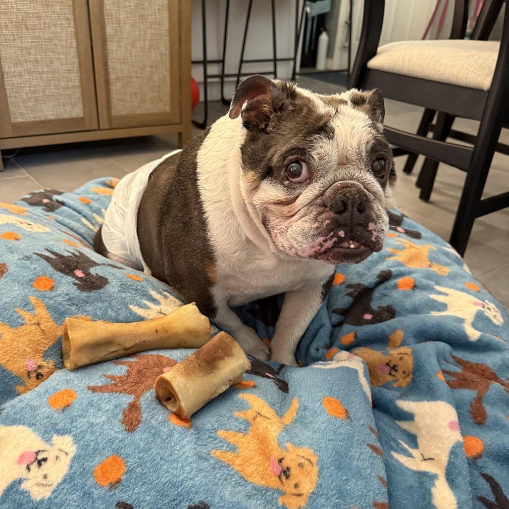 Hunter, a Adoptable English Bulldog in Austell, GA image 2/6