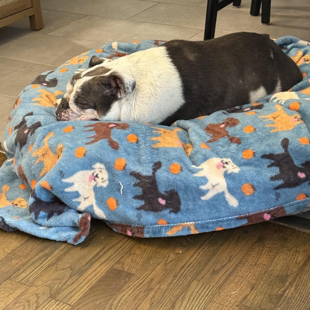 Hunter, a Adoptable English Bulldog in Austell, GA image 3/6