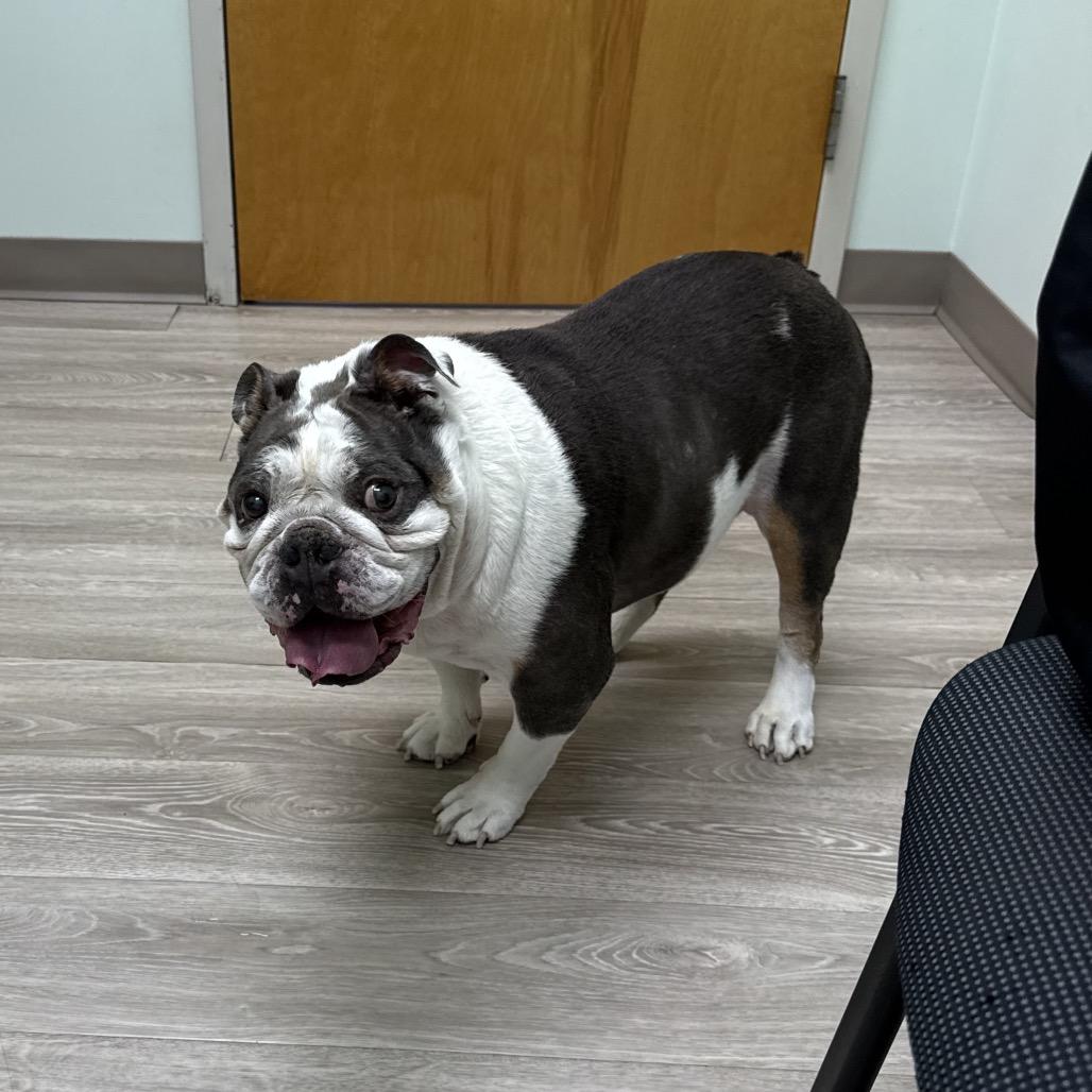 Hunter, a Adoptable English Bulldog in Austell, GA image 4/6
