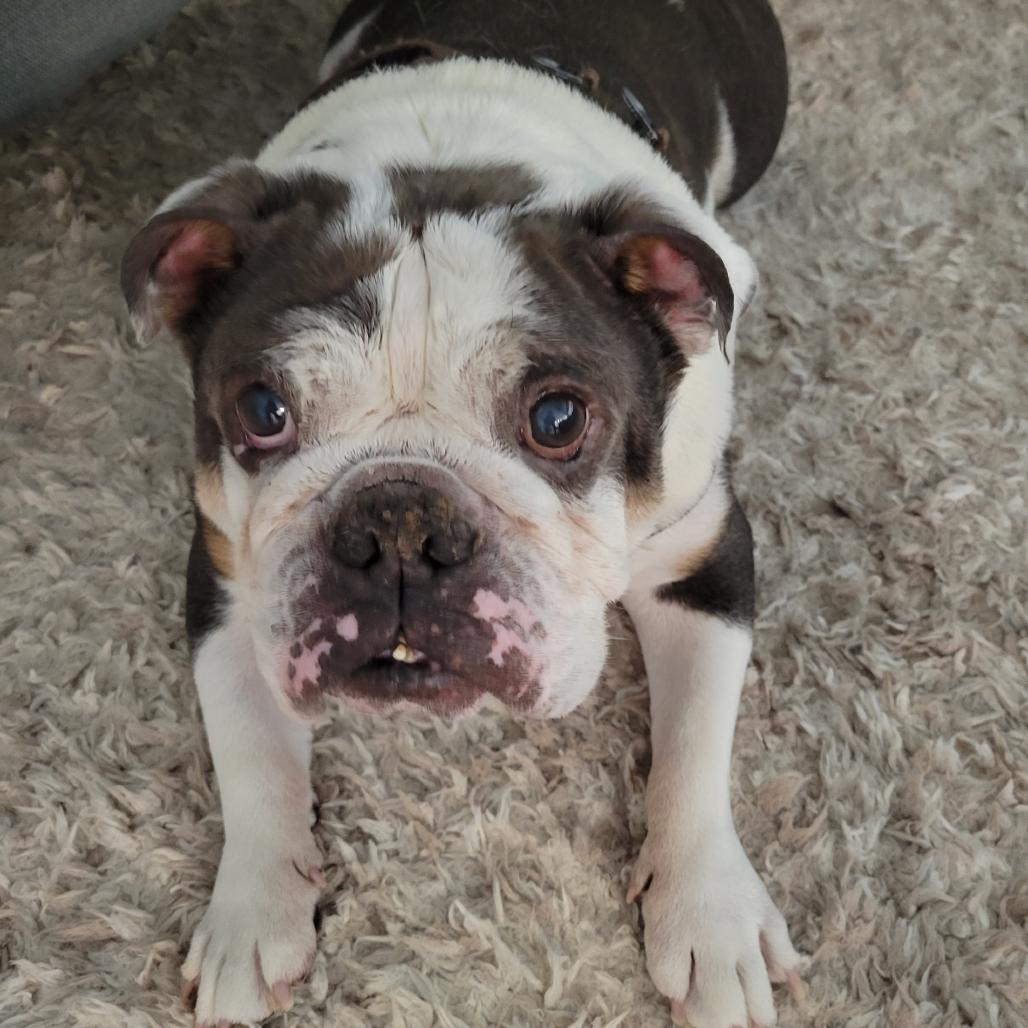 Hunter, a Adoptable English Bulldog in Austell, GA image 5/6