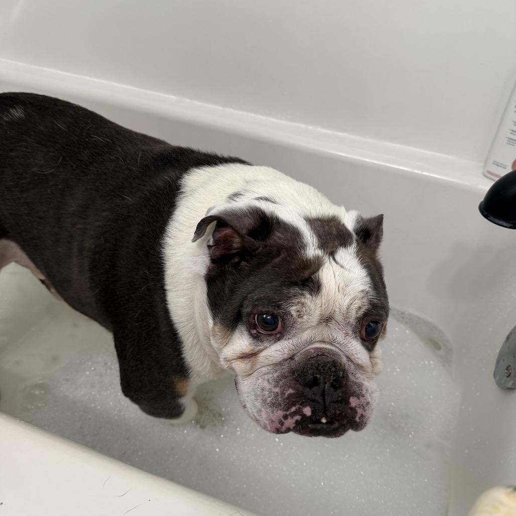 Hunter, a Adoptable English Bulldog in Austell, GA image 6/6