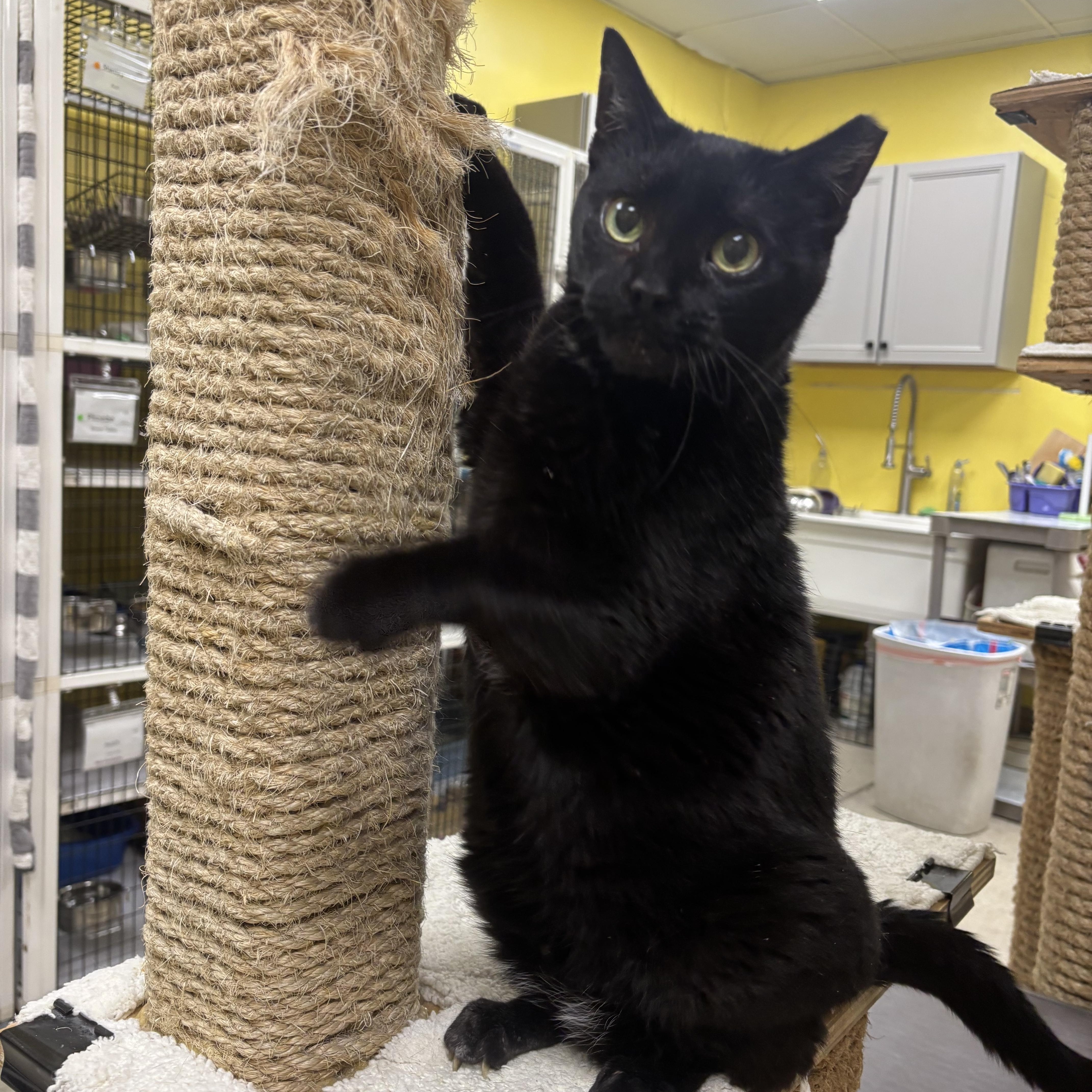 Bella, a Adoptable Domestic Short Hair in Lyndhurst, NJ image 2/2