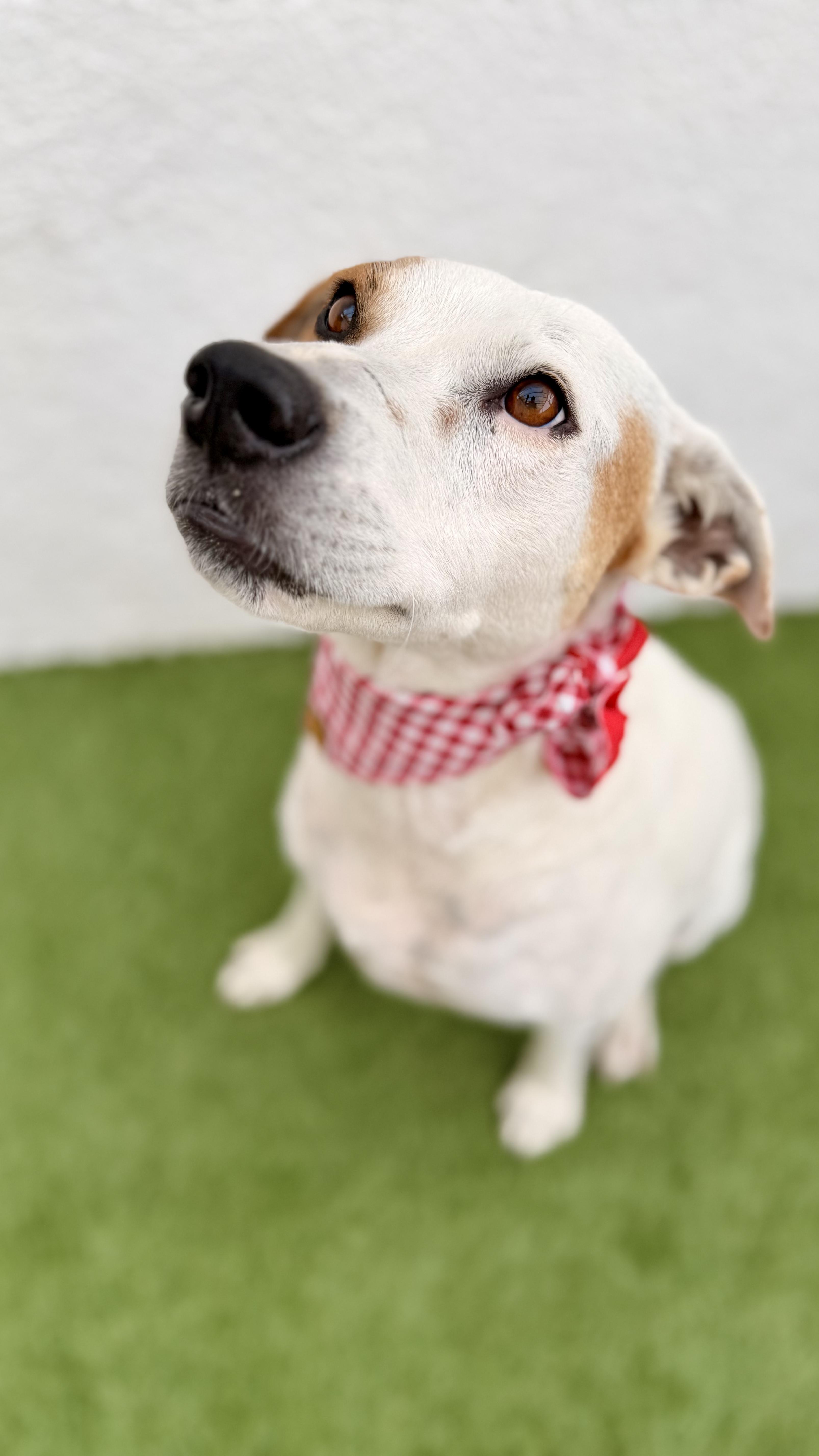 Enlarge LUNA, a Adoptable mixed breed in San Diego, CA image 3/6