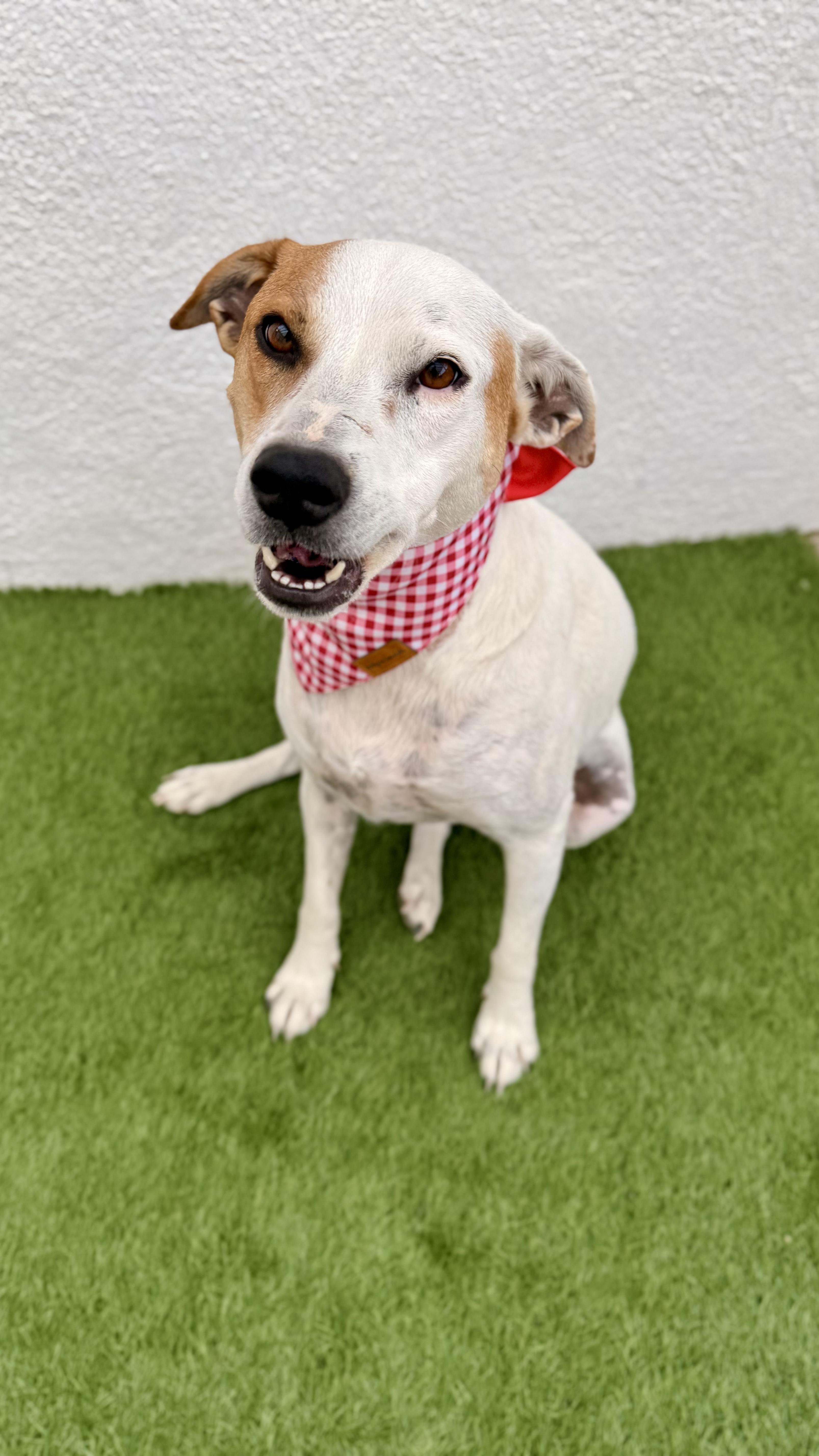 Enlarge LUNA, a Adoptable mixed breed in San Diego, CA image 4/6