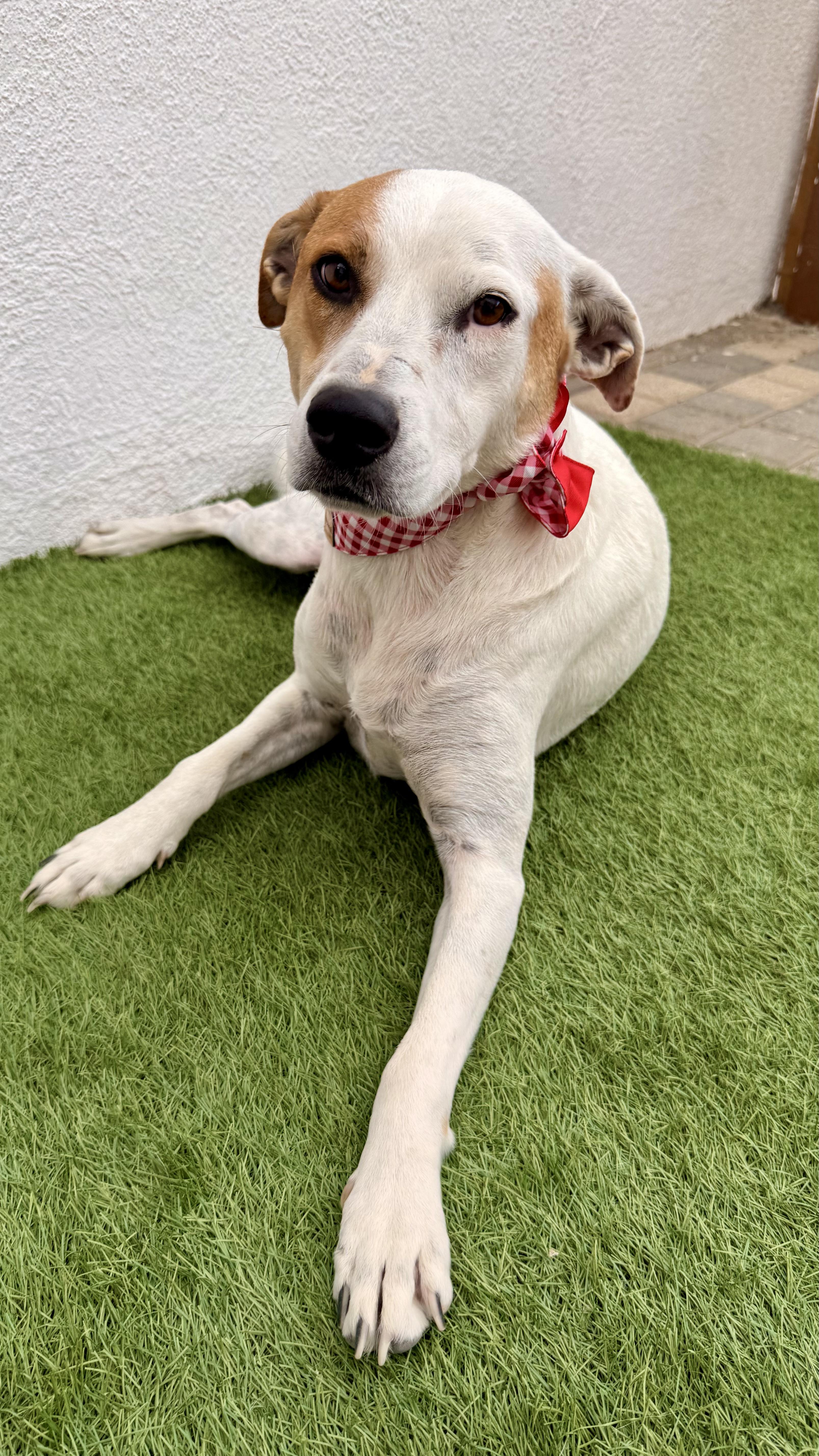 Enlarge LUNA, a Adoptable mixed breed in San Diego, CA image 5/6