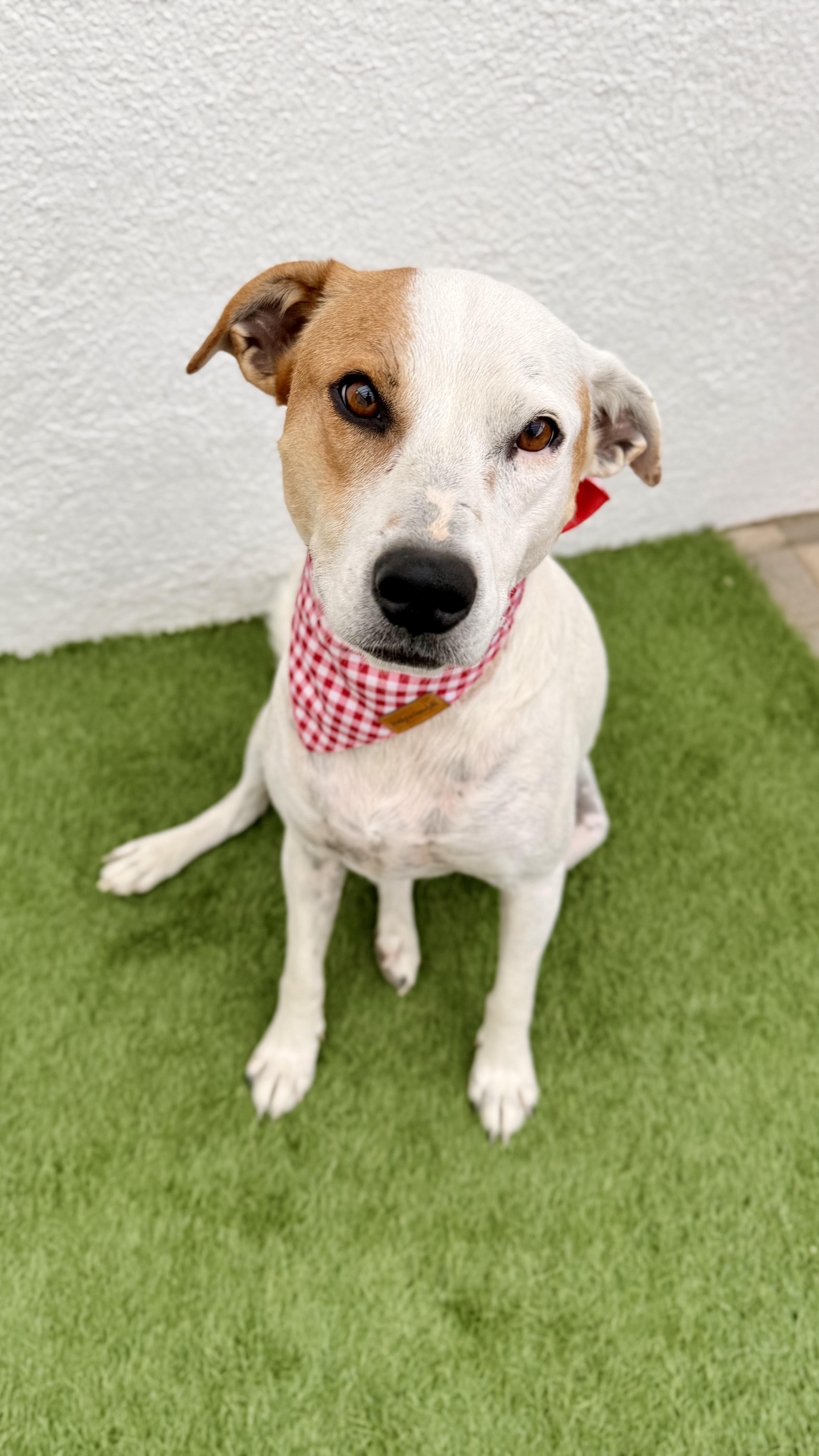 LUNA, Adoptable, Adult Female Jack Russell Terrier & English Pointer.