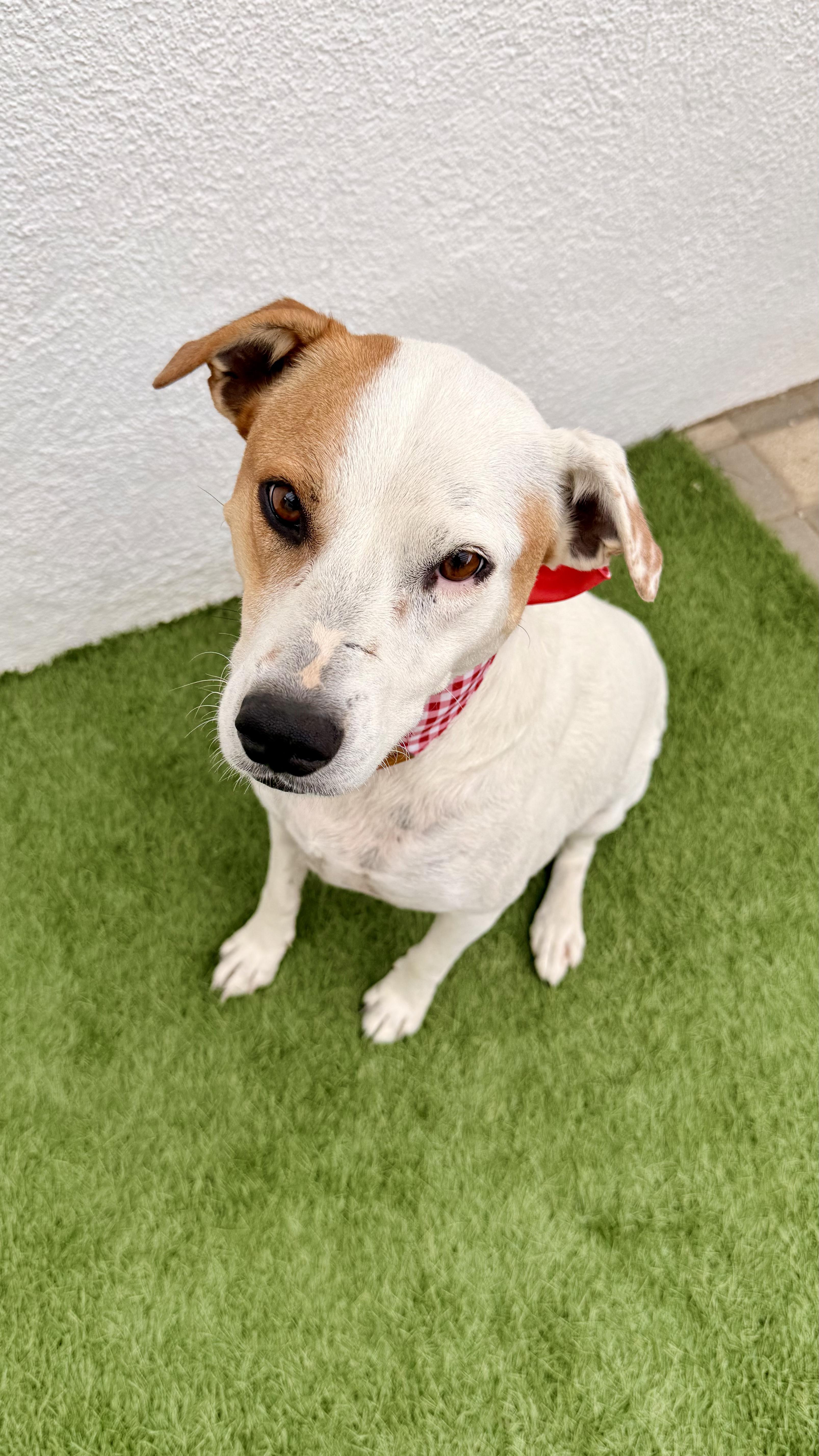 Enlarge LUNA, a Adoptable mixed breed in San Diego, CA image 6/6