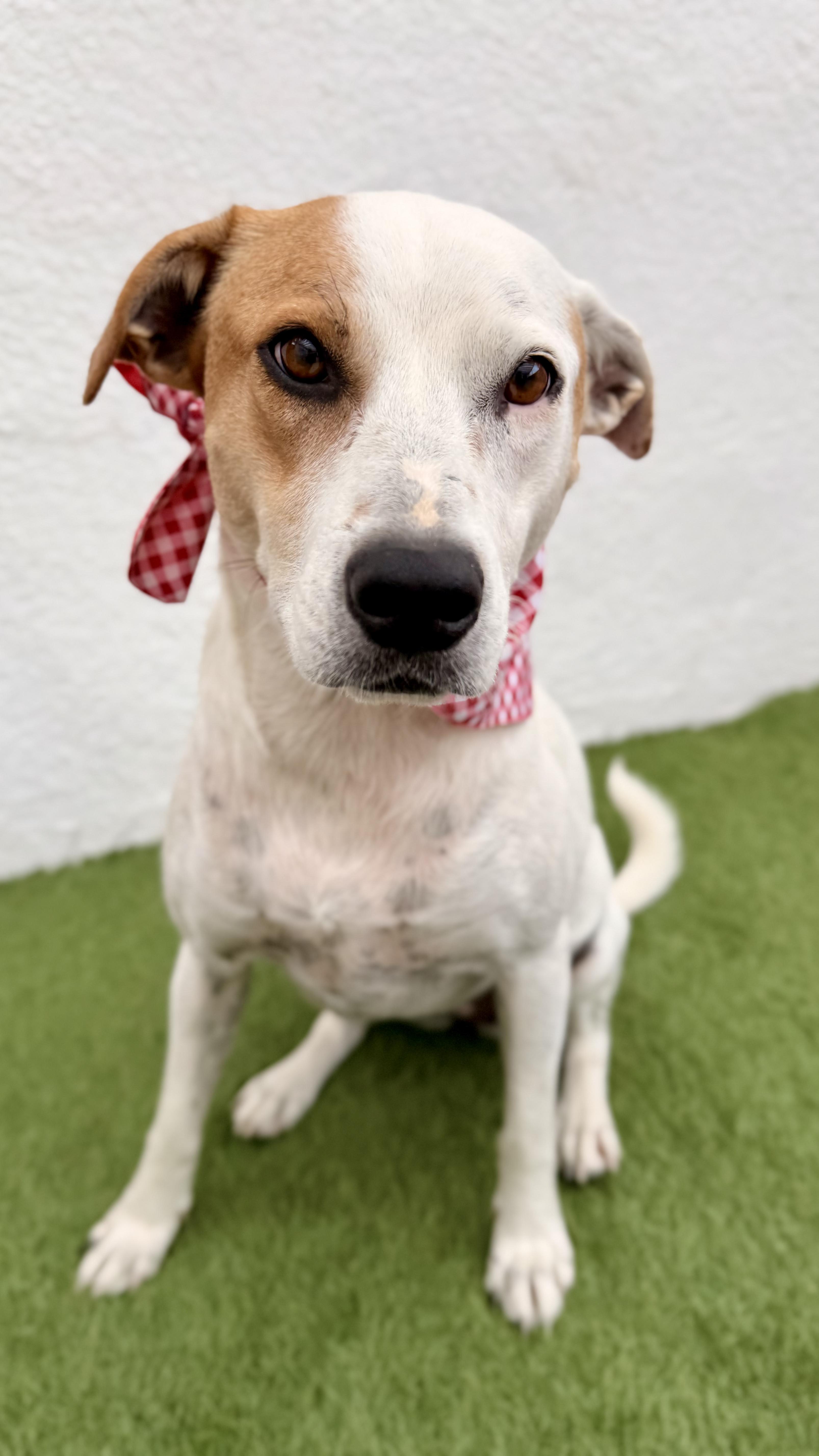 Enlarge LUNA, a Adoptable mixed breed in San Diego, CA image 2/6