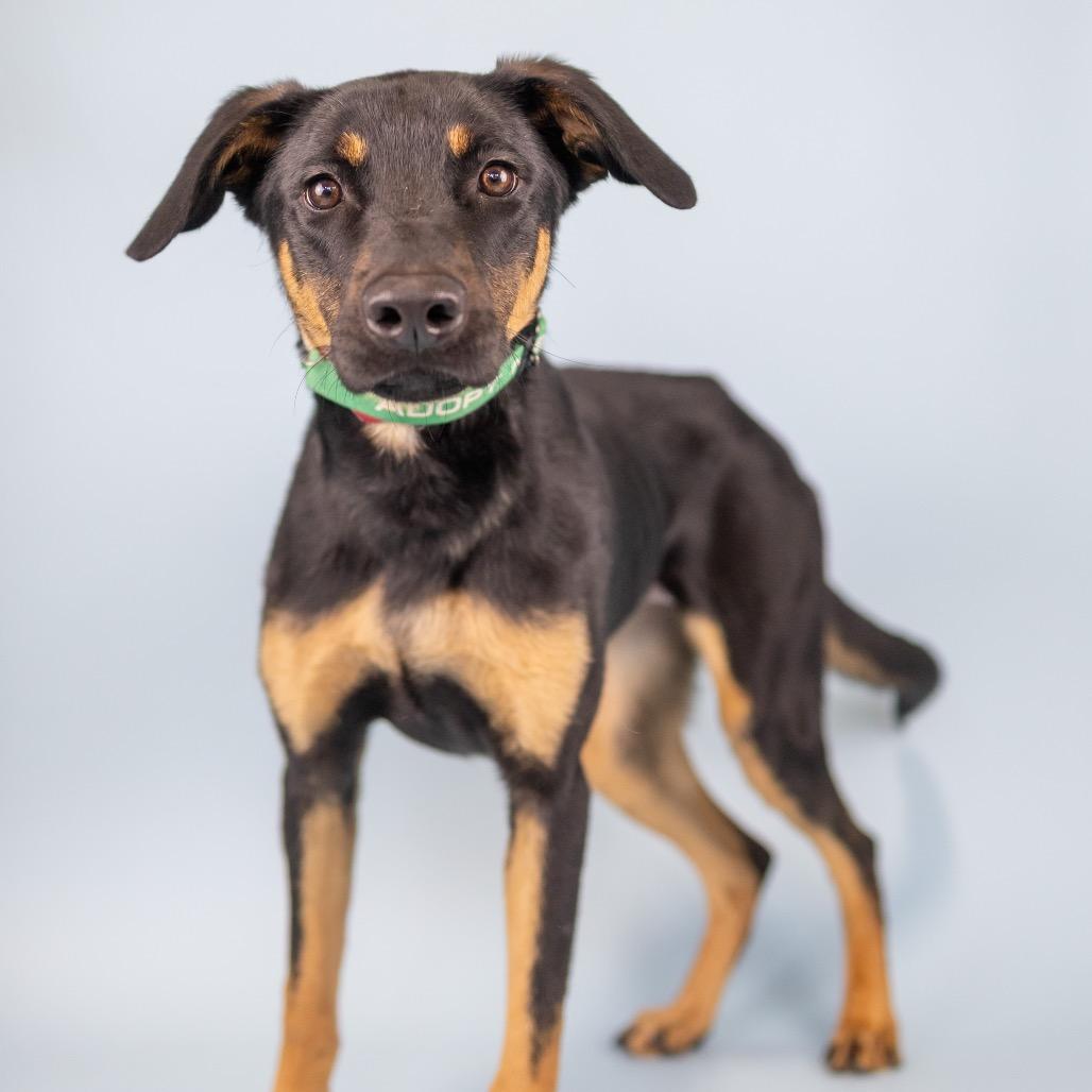 Harper, Adoptable, Young Female Mixed Breed.
