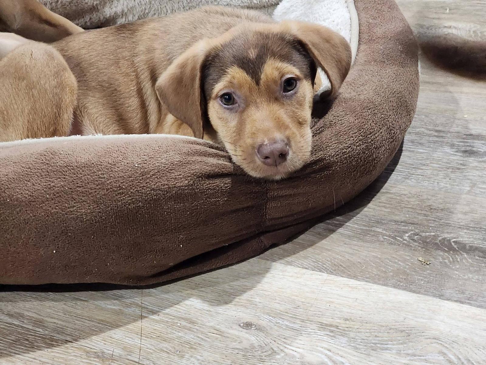 Prince Hans, Adoptable, Puppy Male Catahoula Leopard Dog & Poodle.