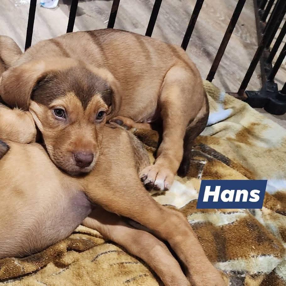 Enlarge Prince Hans, a Adoptable mixed breed in Marine City, MI image 2/2
