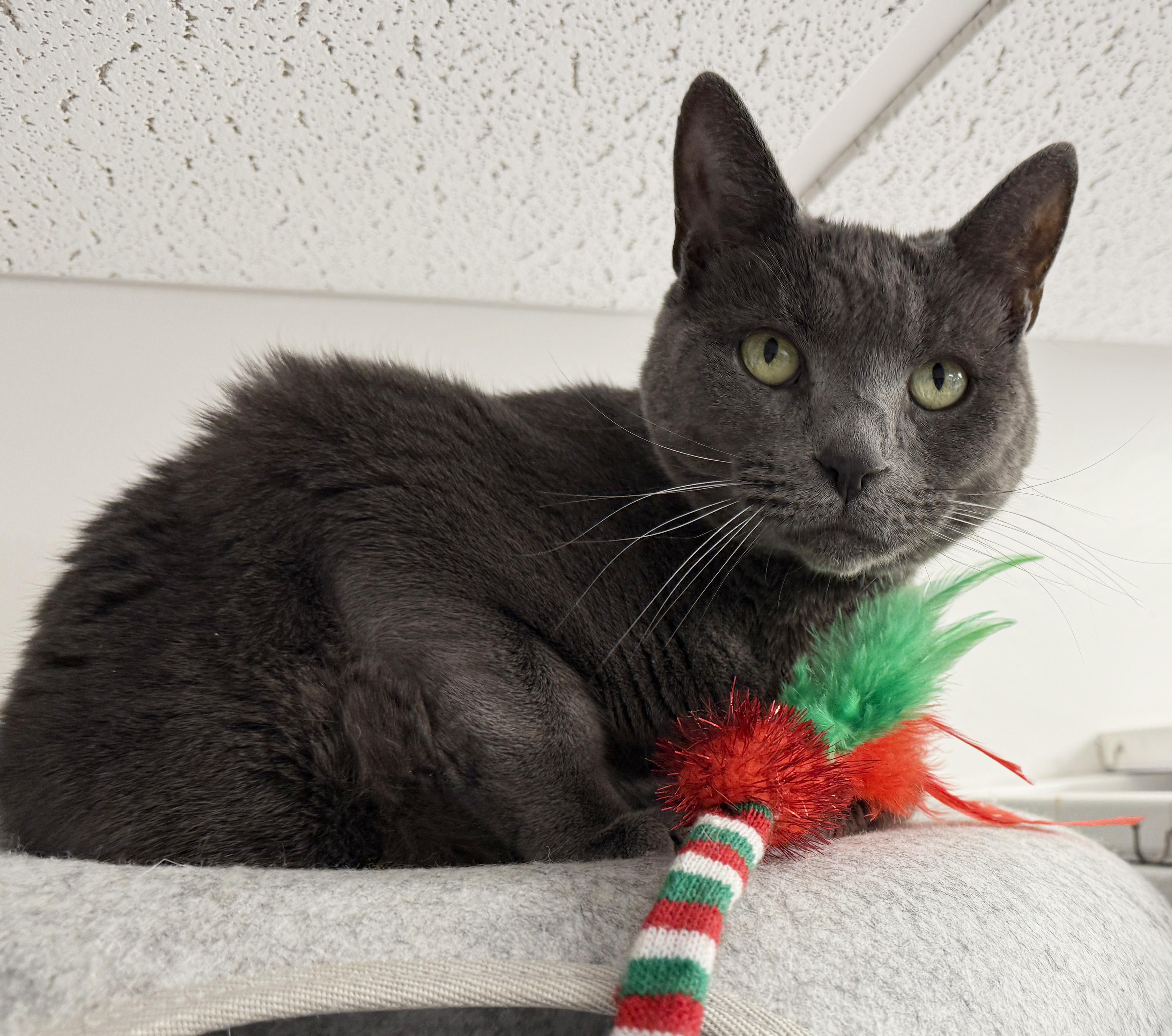 Local Cat! Shadow thumbnail 3