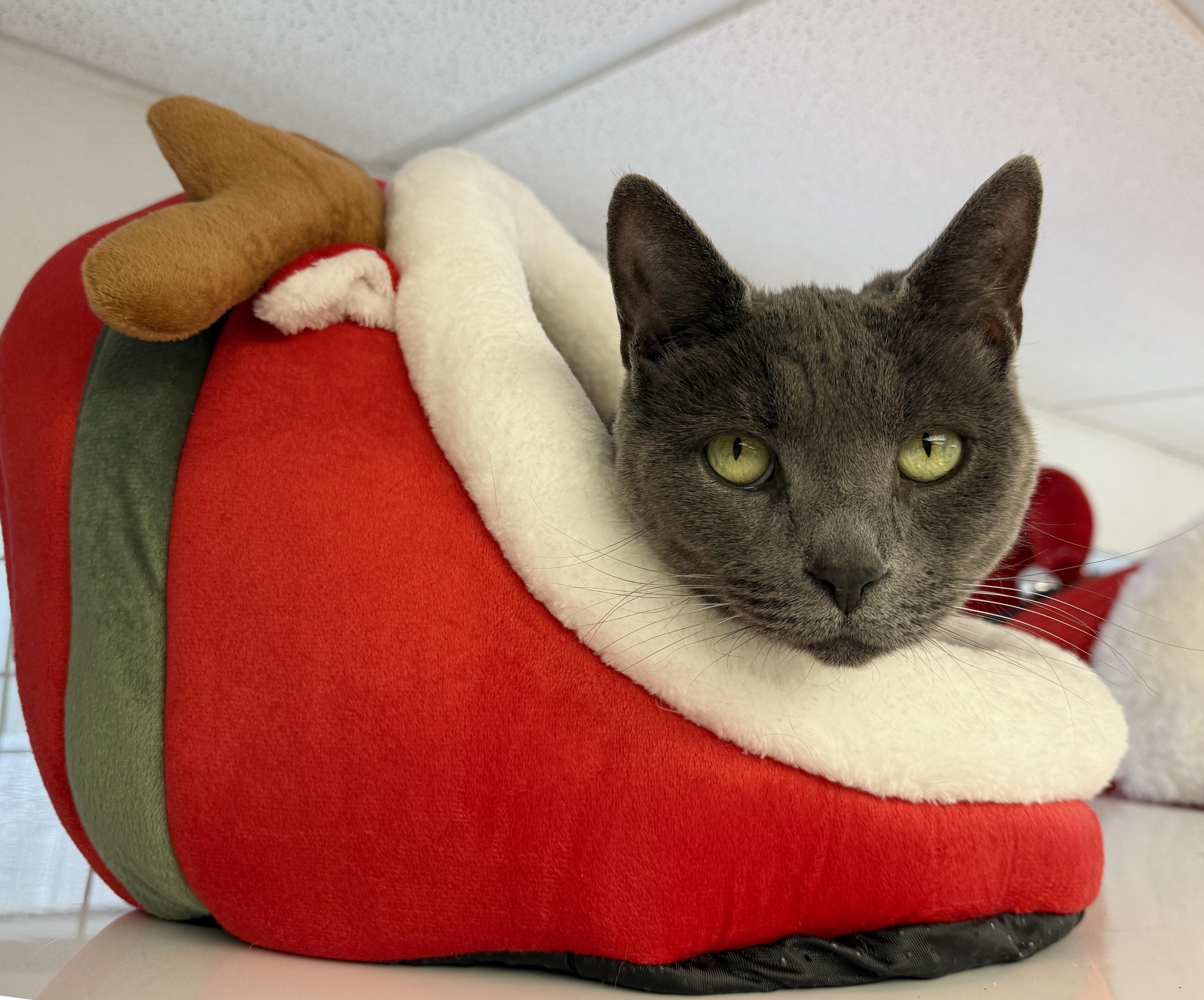 Local Cat! Shadow thumbnail 5