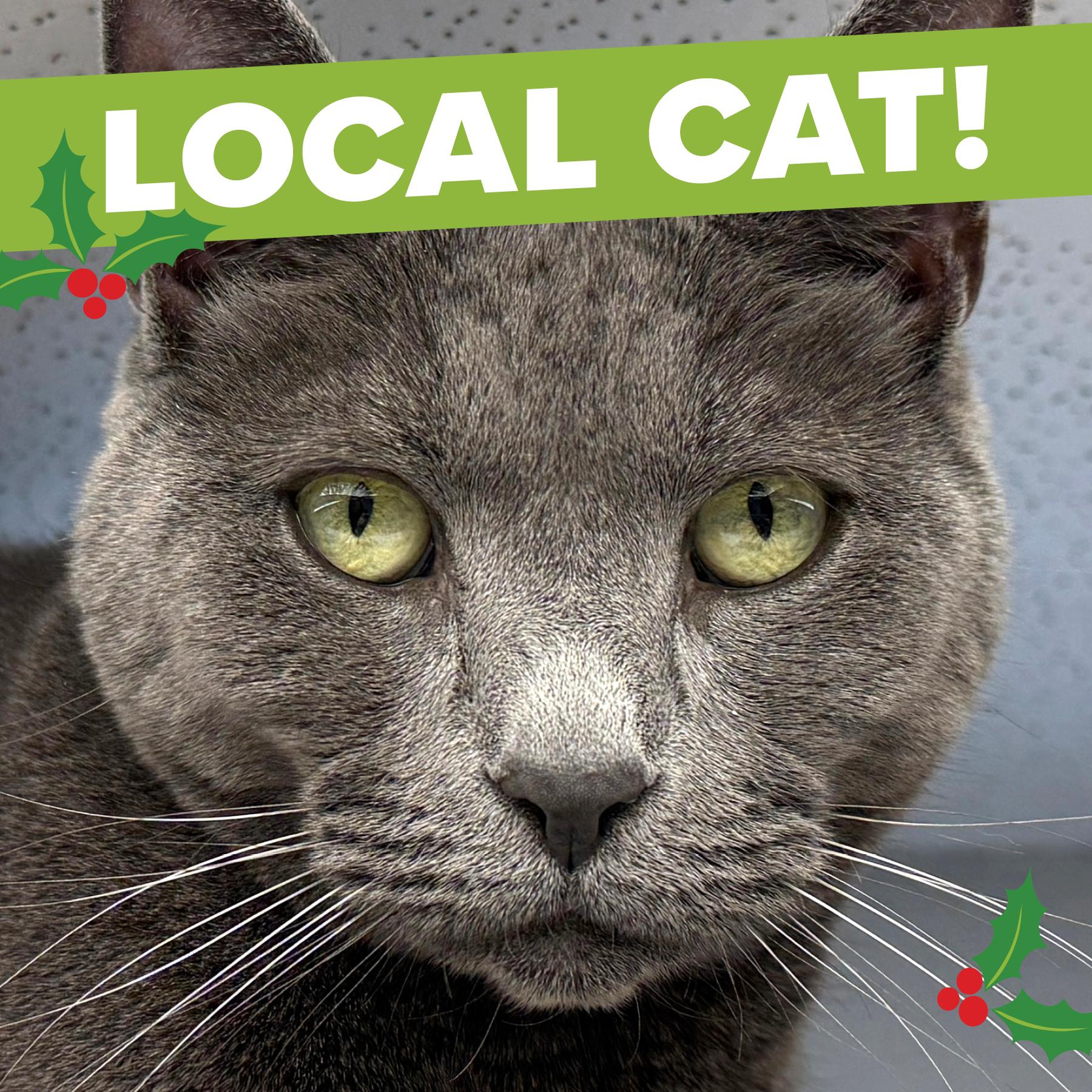 Local Cat! Shadow thumbnail 6