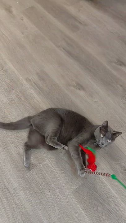 Enlarge LOCAL CAT! Shadow, a Adoptable mixed breed in Clayville, RI video 6/6