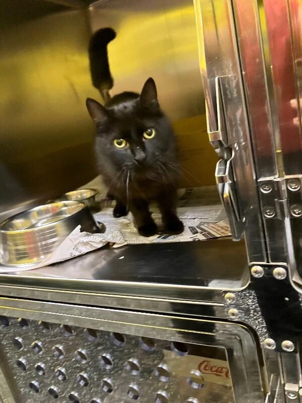 Eraser, Adoptable, Adult Female Domestic Short Hair.