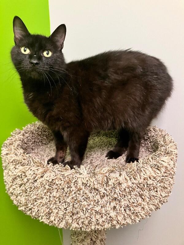 Eraser, a Adoptable Domestic Short Hair in Jackson, TN image 2/4
