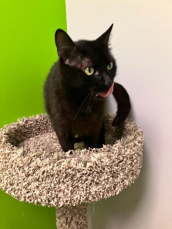 Eraser, a Adoptable Domestic Short Hair in Jackson, TN image 3/4