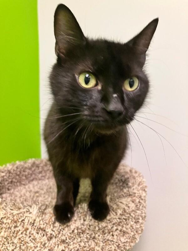 Eraser, a Adoptable Domestic Short Hair in Jackson, TN image 4/4