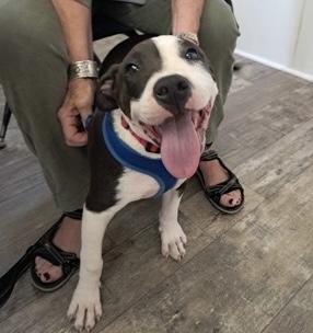Manny, ADOPTABLE, Puppy Male Bulldog.