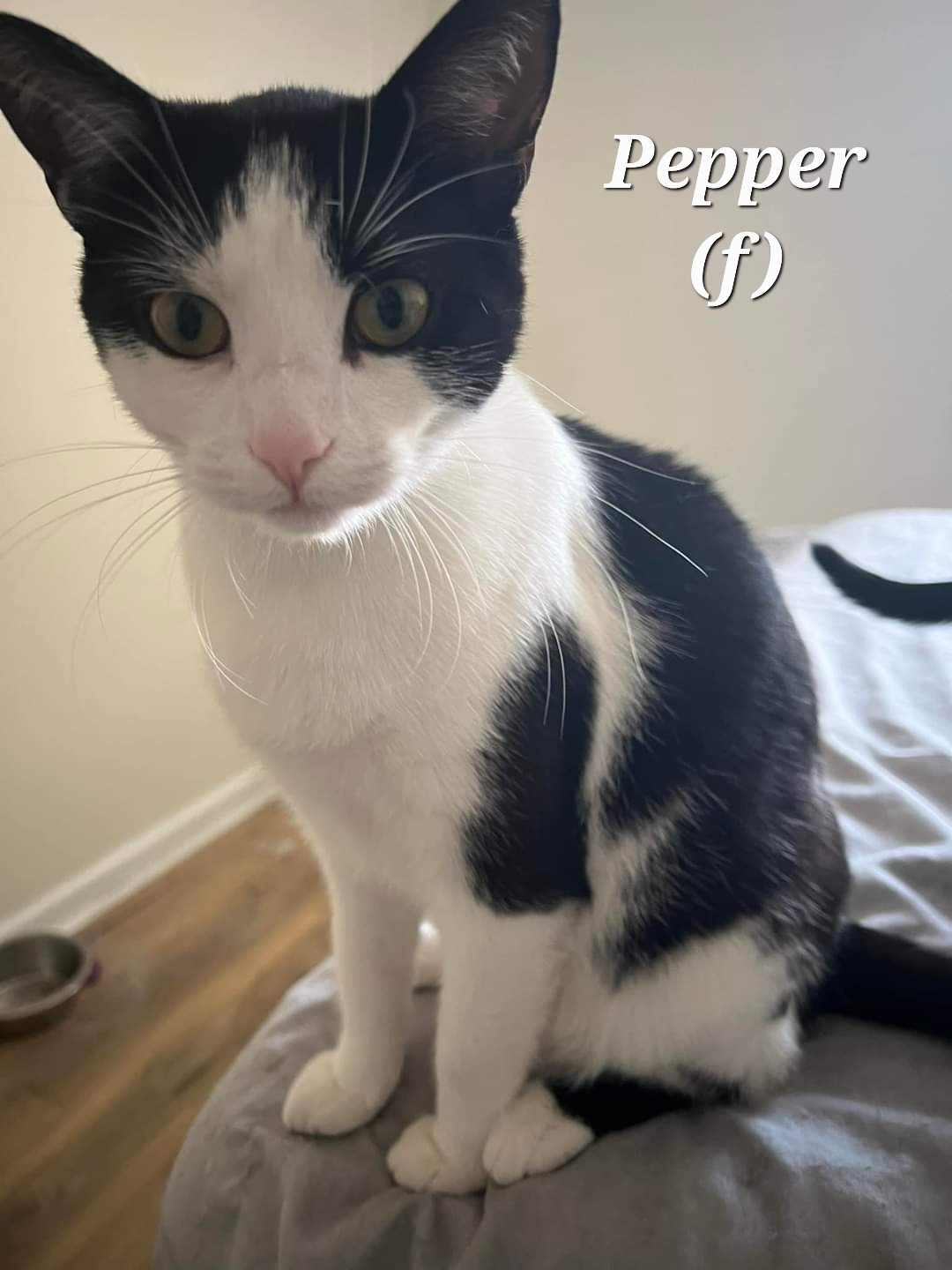Pepper, Young Female unknown