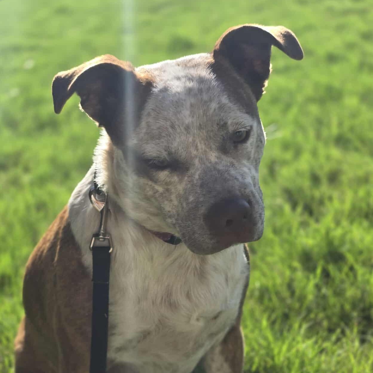 Cinnamon — thumbnail 2