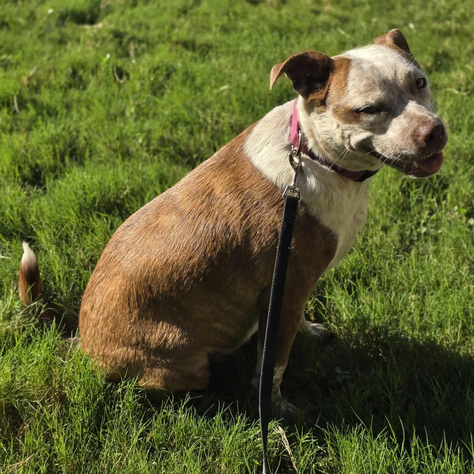 Cinnamon — thumbnail 3