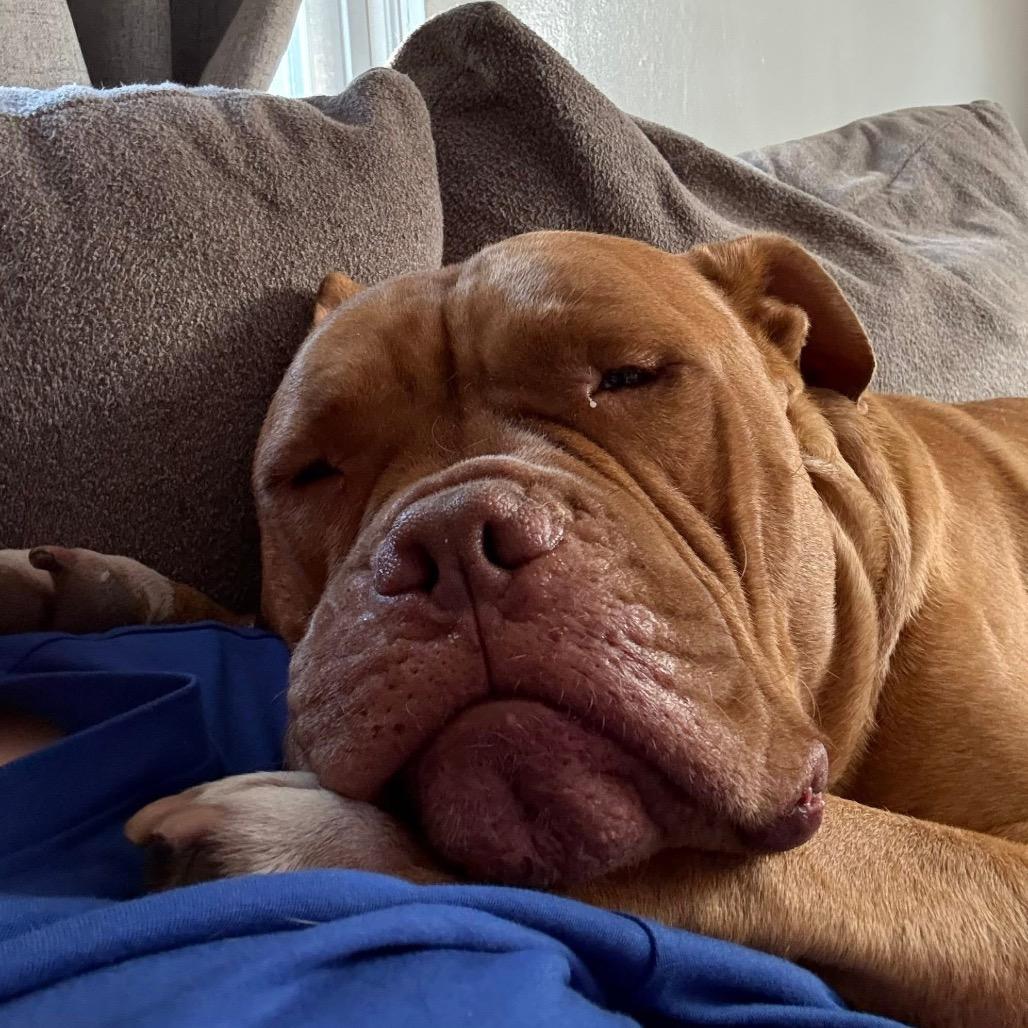 Beaux, Adoptable, Adult Male Dogue de Bordeaux & Mixed Breed.