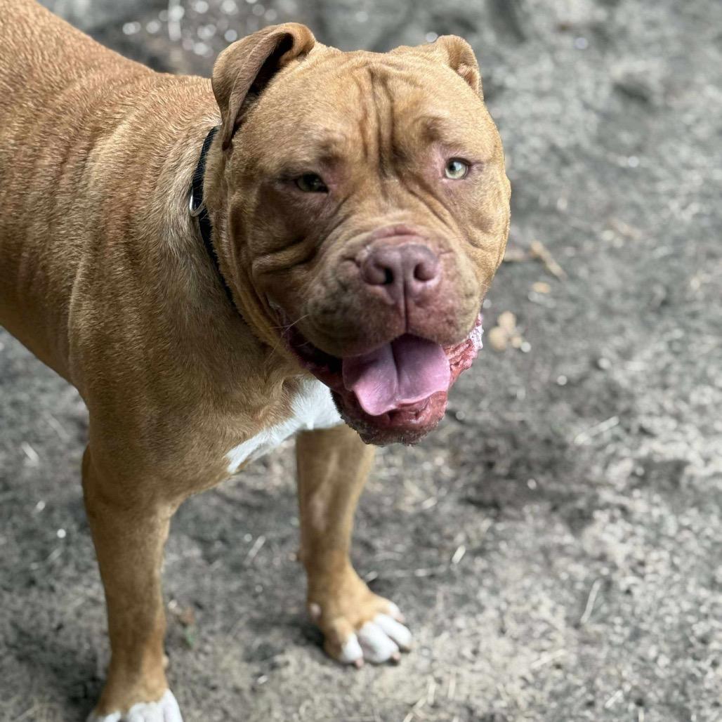 Beaux, a Adoptable mixed breed in Tomah, WI image 2/4