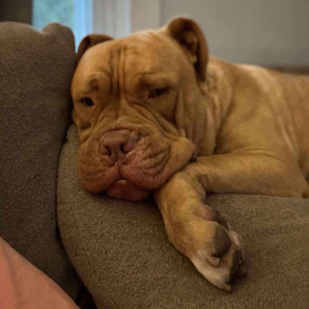 Beaux, a Adoptable mixed breed in Tomah, WI image 3/4