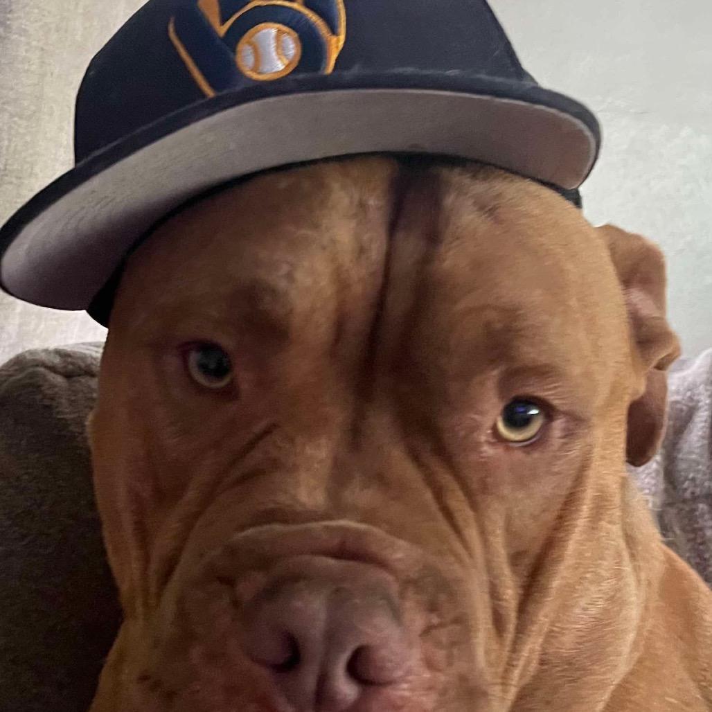 Beaux, a Adoptable mixed breed in Tomah, WI image 4/4