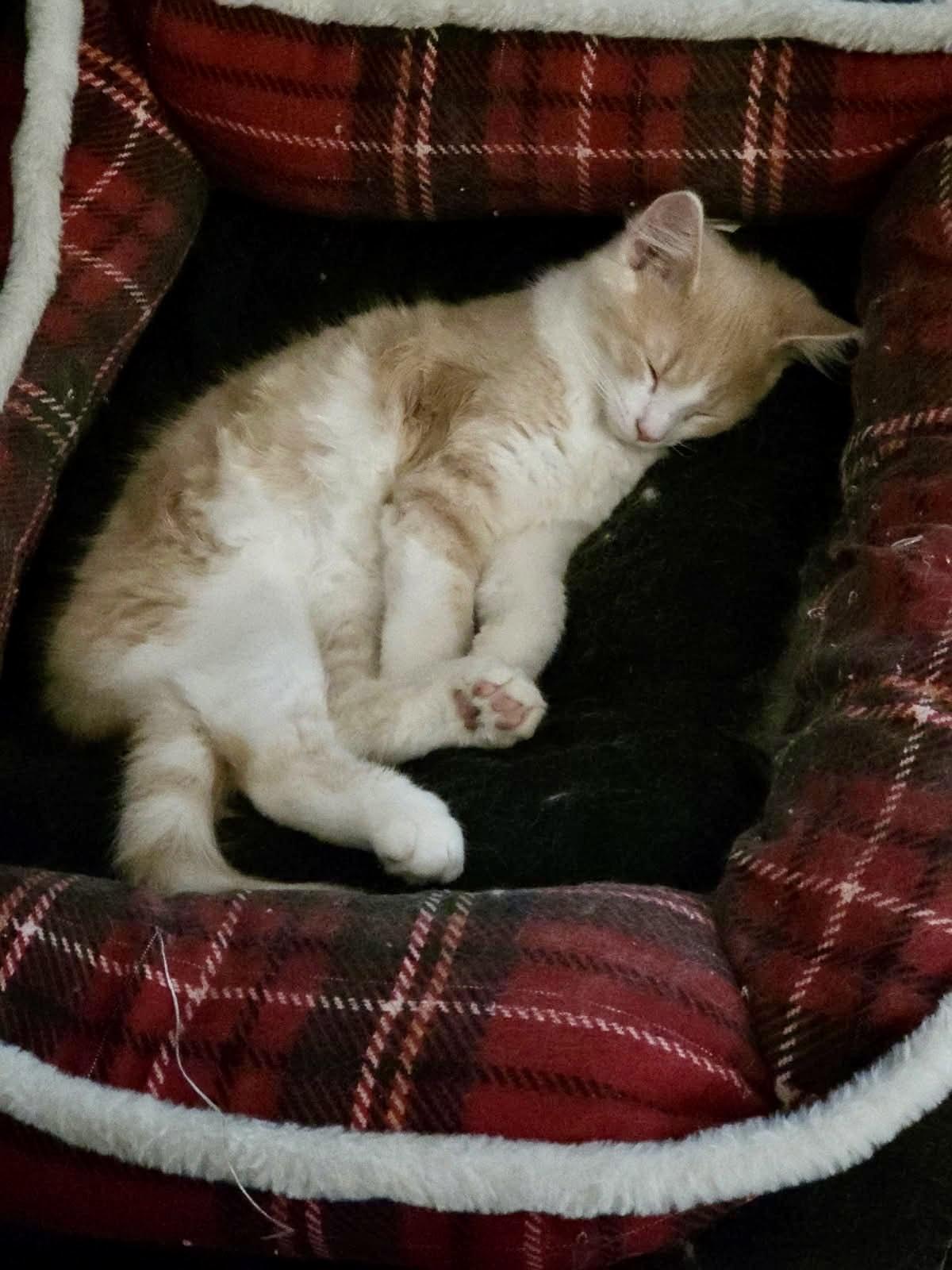 Sam, Adoptable, Young Male Domestic Short Hair.