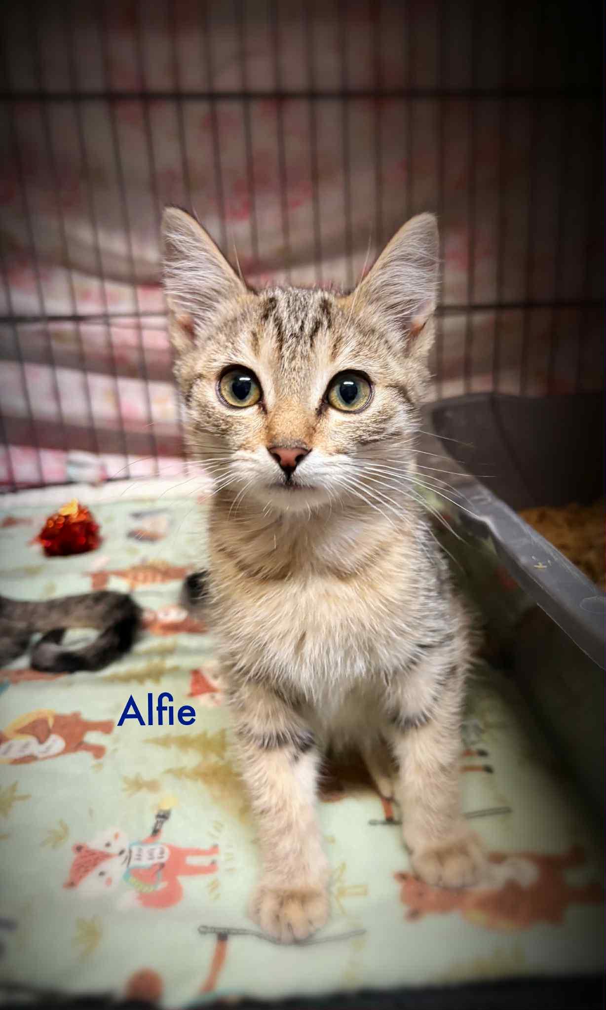 Alfie