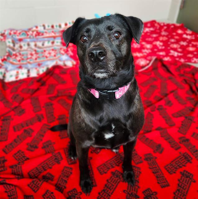 HERSHEY, Adoptable, Adult Female Labrador Retriever & Mixed Breed.
