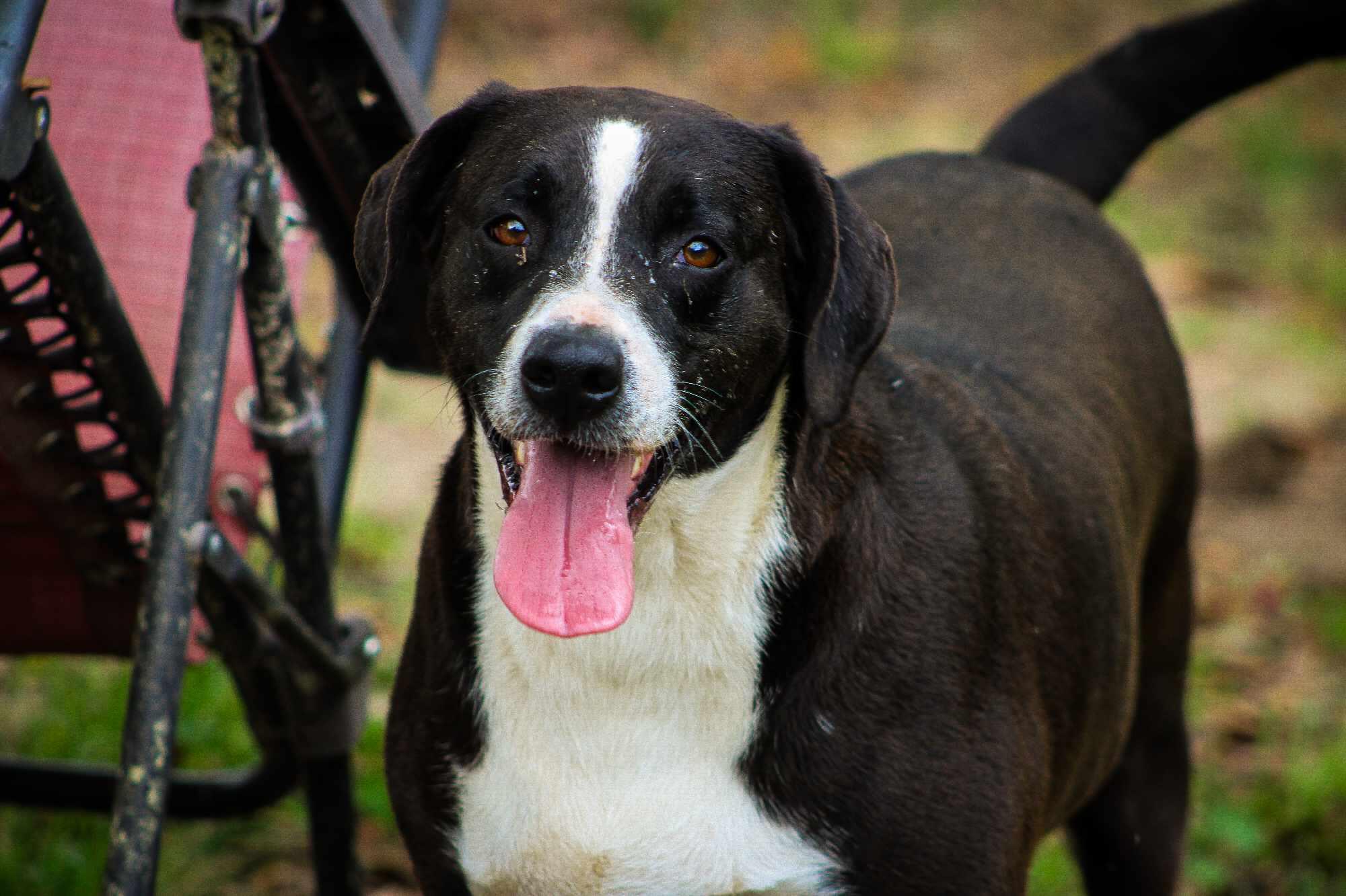 Roxie, Adoptable, Adult Female Catahoula Leopard Dog.