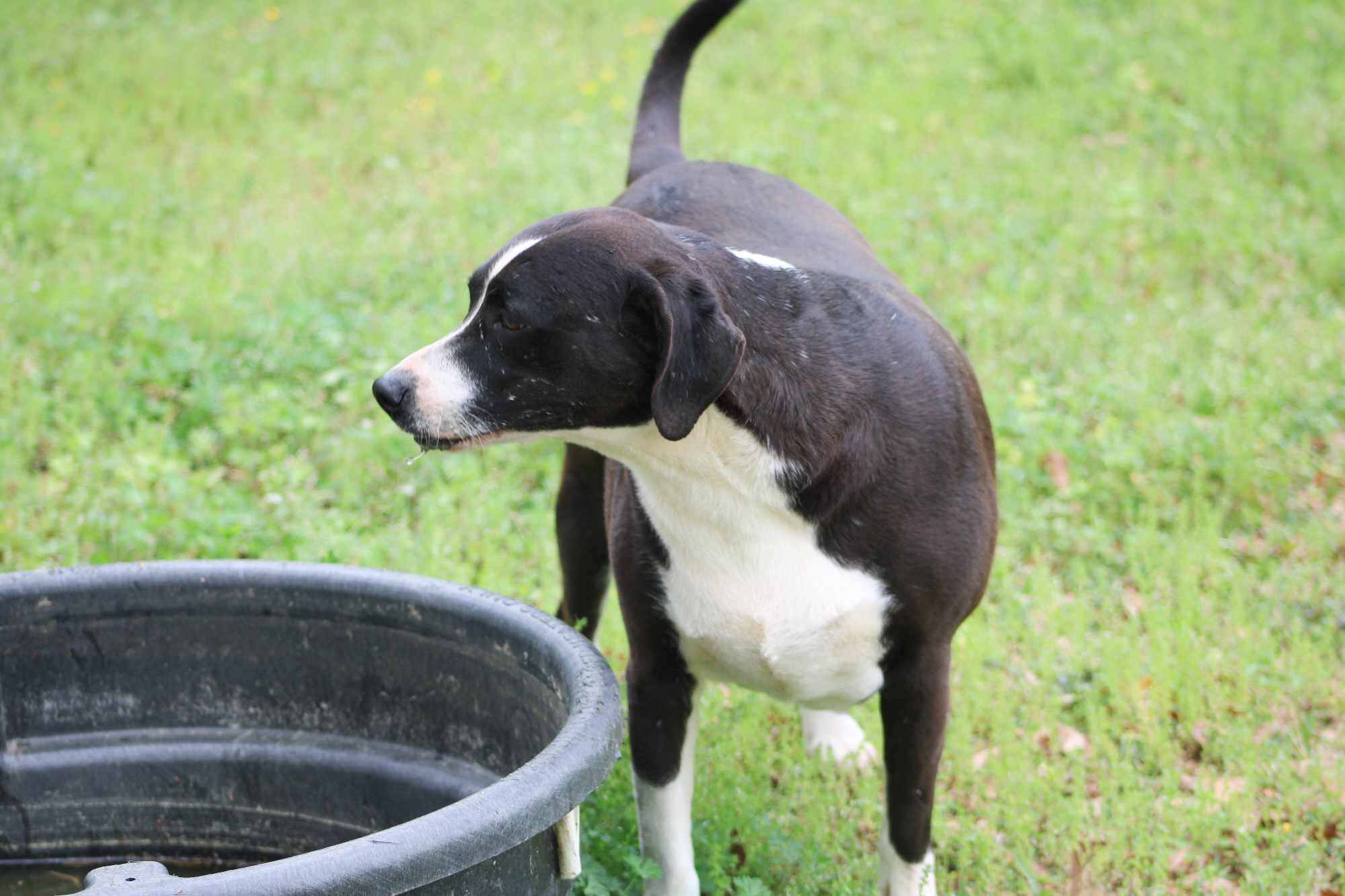 Roxie, a Adoptable mixed breed in St. George, SC image 2/2