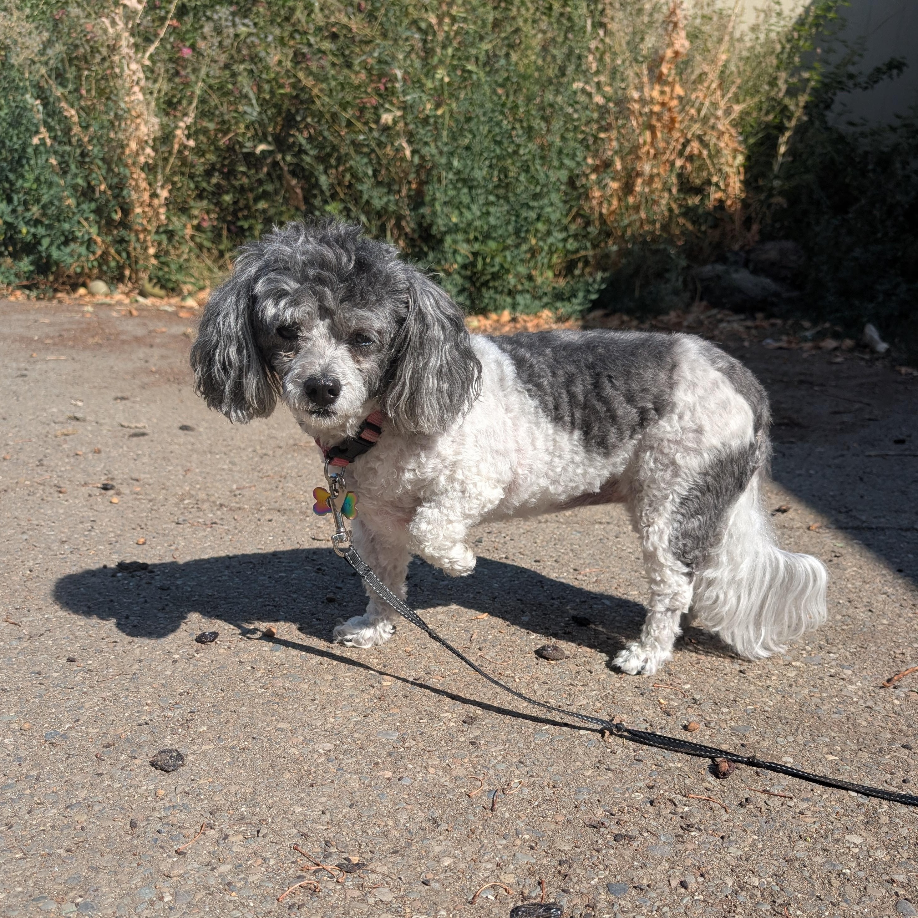 Ellie, a ADOPTABLE mixed breed in COEUR D ALENE, ID image 3/3
