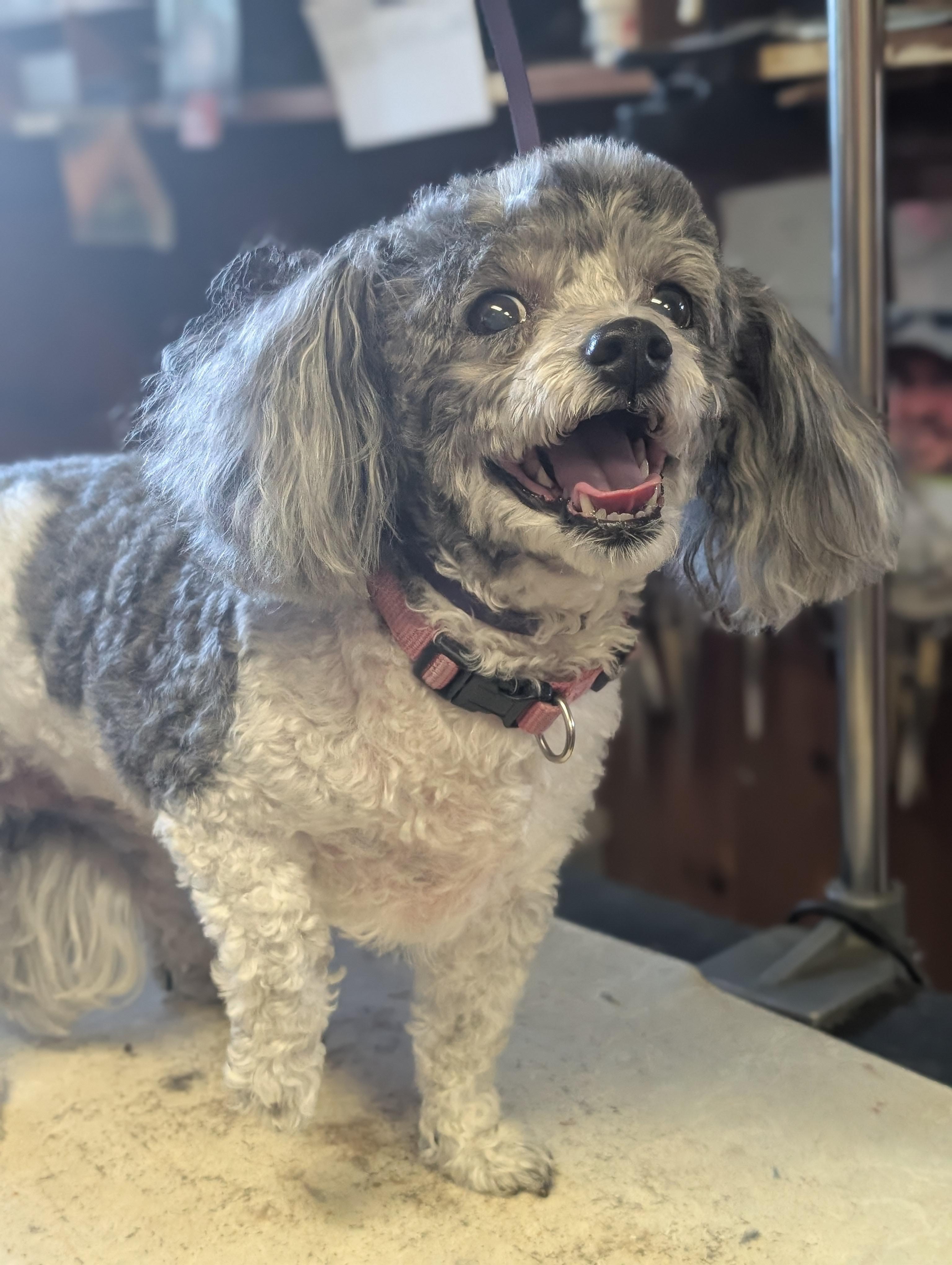 Ellie, a ADOPTABLE mixed breed in COEUR D ALENE, ID image 1/3