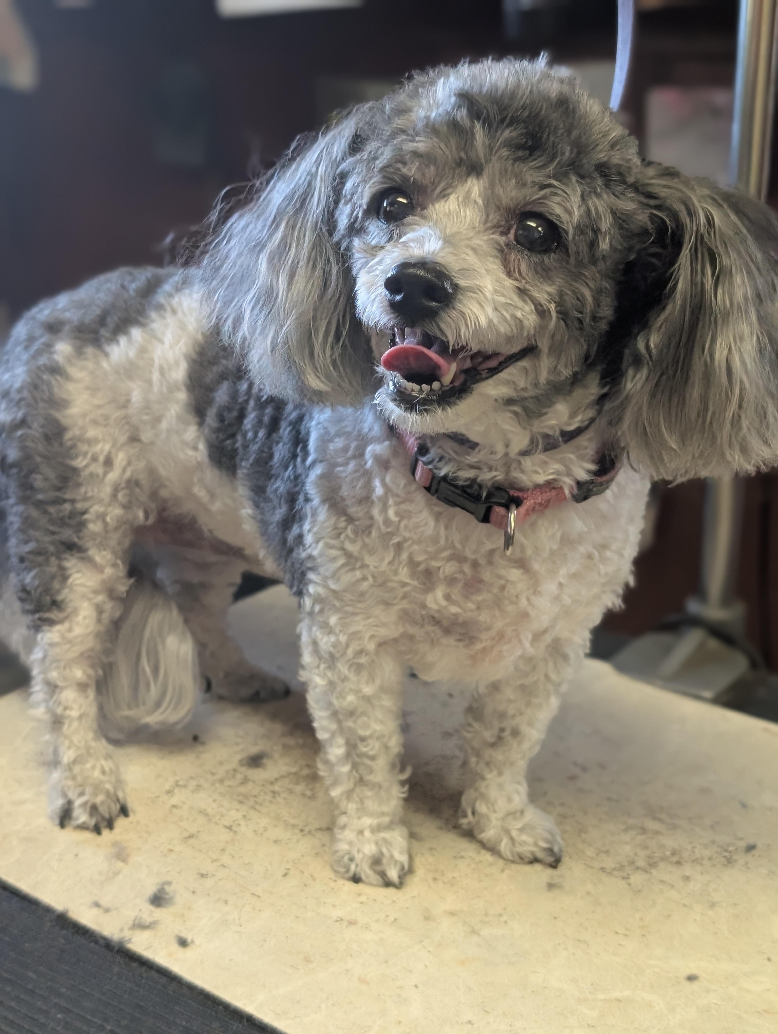 Ellie, a ADOPTABLE mixed breed in COEUR D ALENE, ID image 2/3