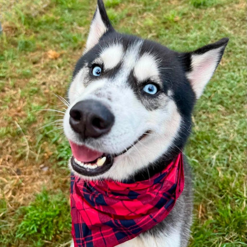 Enlarge Texas, a Adoptable Husky in Pittsburgh, PA image 1/3