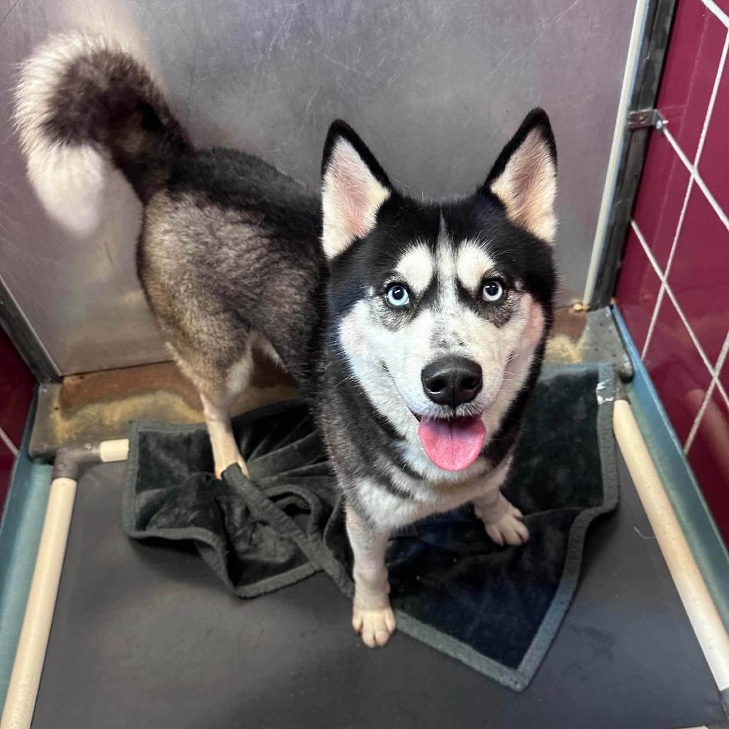 Enlarge Texas, a Adoptable Husky in Pittsburgh, PA image 2/3