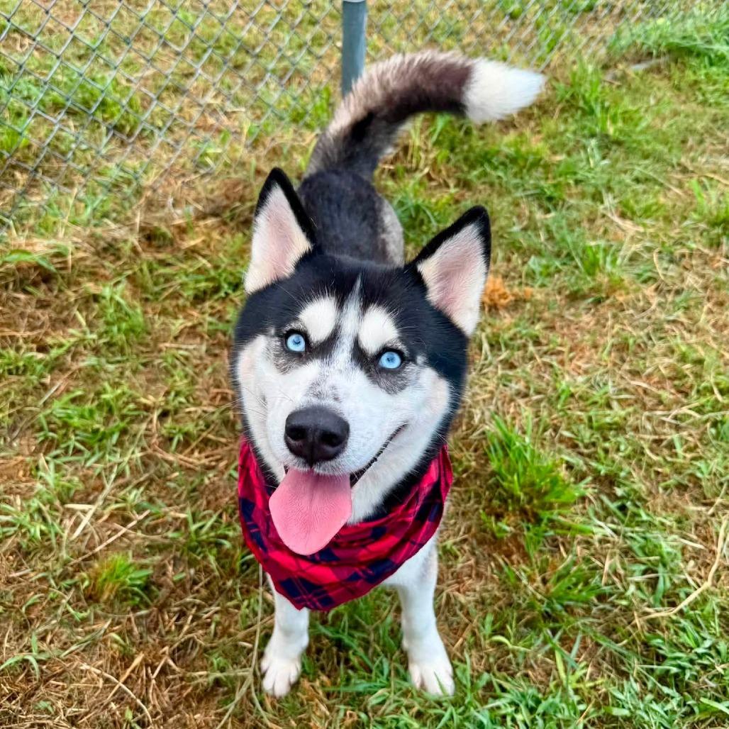 Enlarge Texas, a Adoptable Husky in Pittsburgh, PA image 3/3