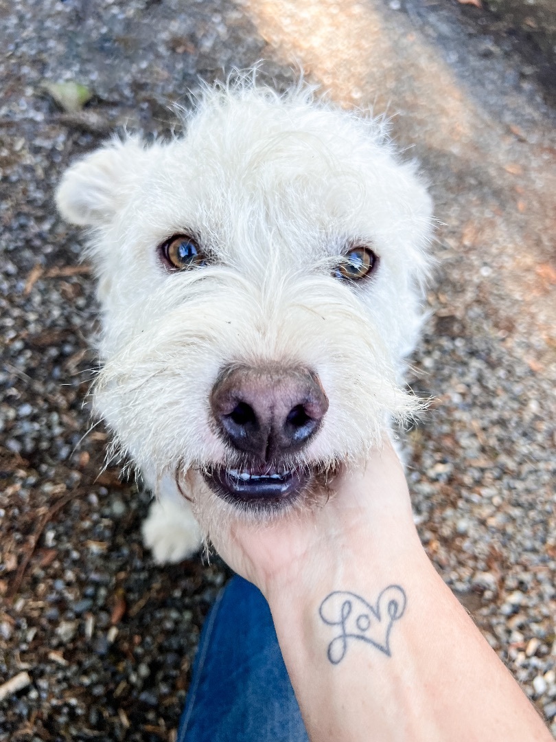 Butters, Adoptable, Adult Male Terrier & Basset Hound.